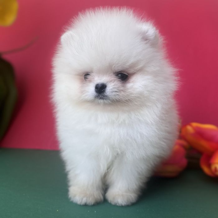 Хлопчик шоу класу тип ведмедика