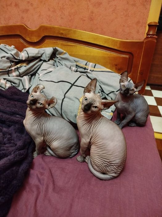 Сфінкси (Ельфи )