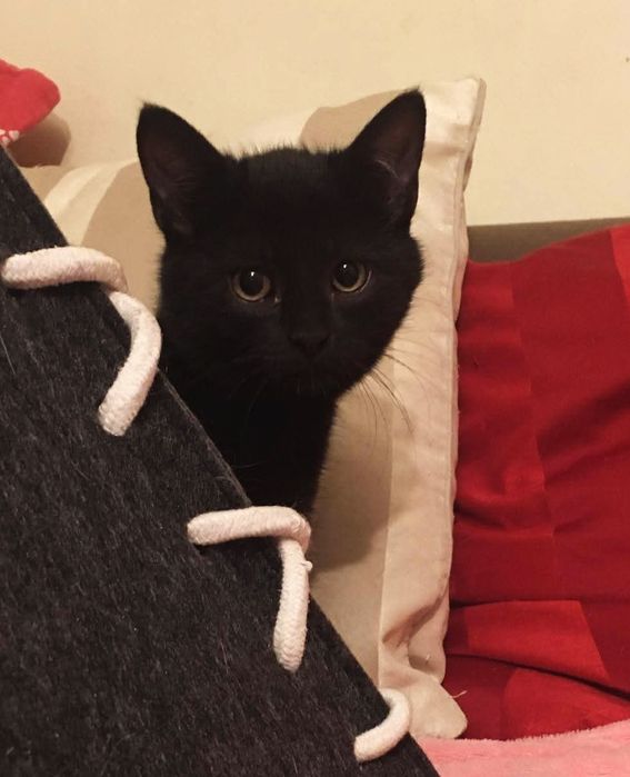 HESIA i LESIA szukają domu