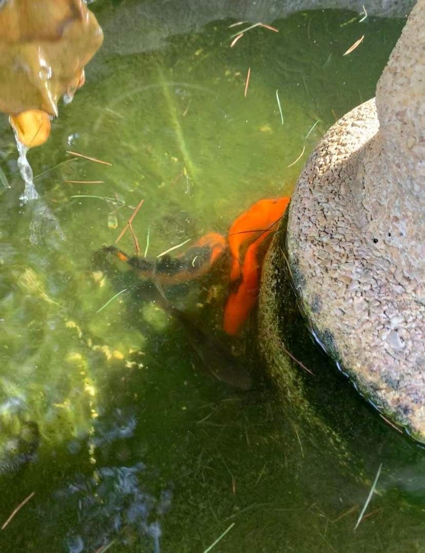 Peixes dotados de várias cores