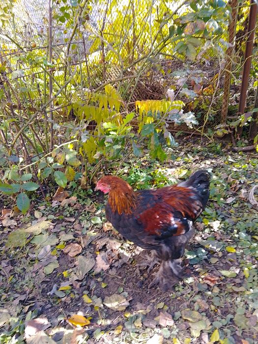 Купи породи Кохінхін