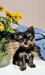 Yorkshire Terrier ZKwP/FCI - york, yorki, suczka
