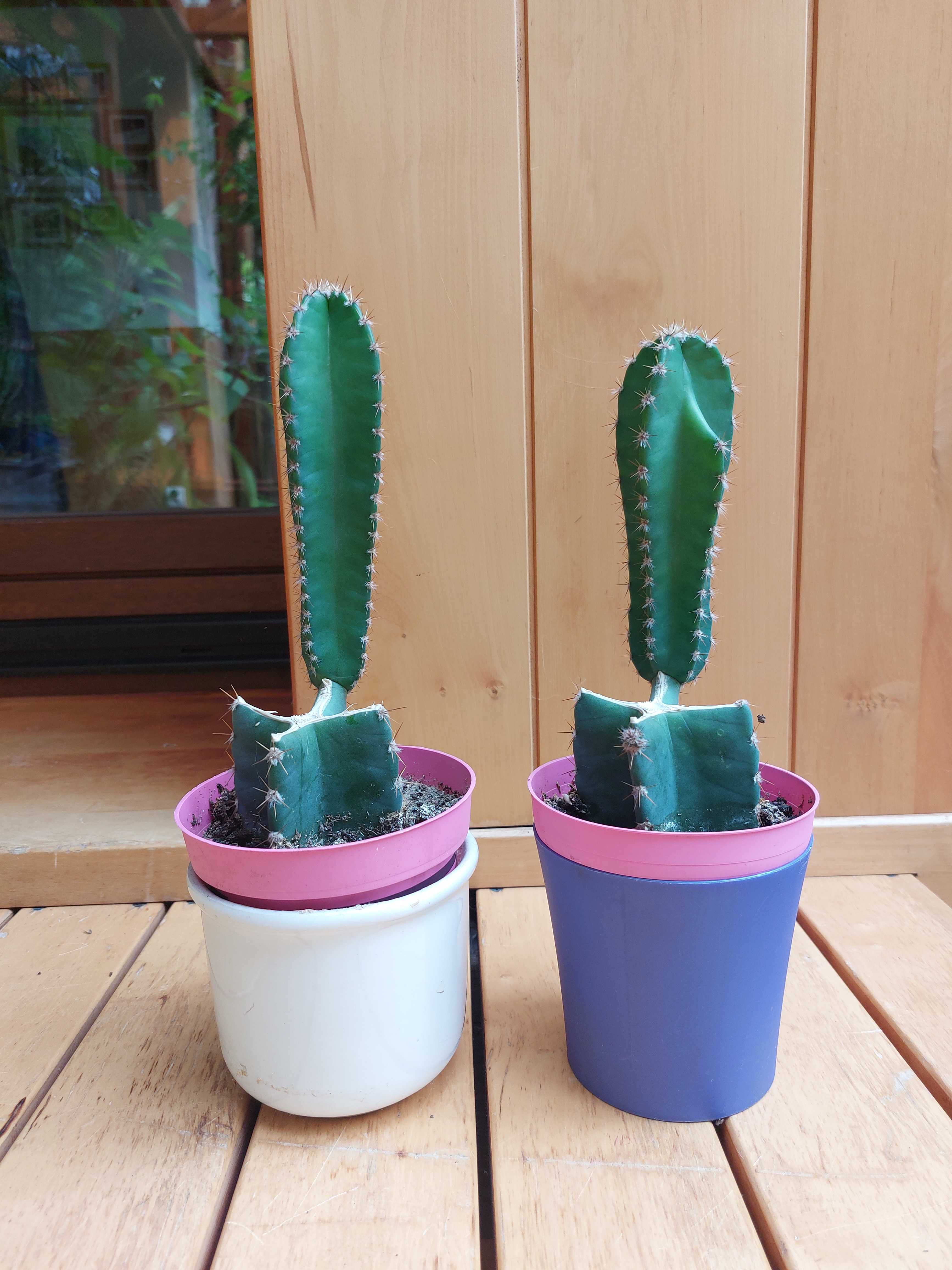 Kaktus Kolumnowy cereus peruvianus pitaya pitaja smoczy owoc