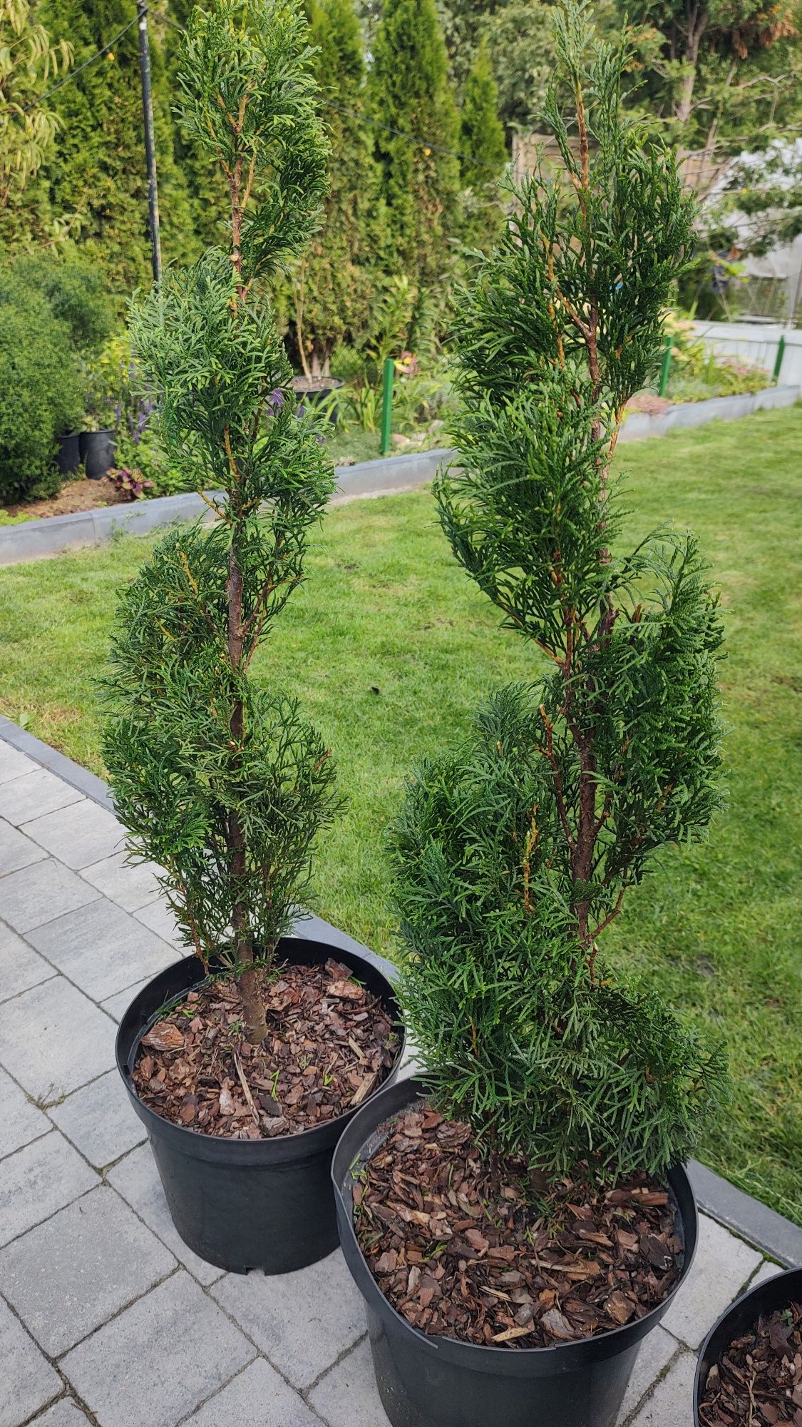 Tuje rzeźbione spirala topiary szmaragd drzewka ogródek kwiaty