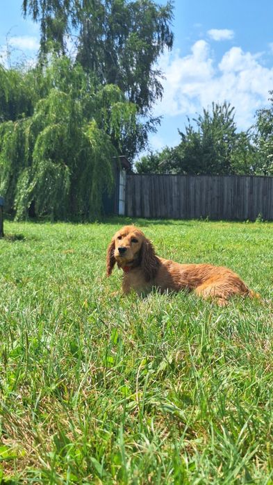 Хлопчик англійський кокер-спаніель шукає дівчинку