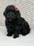 Maltipoo mini dziewczynka