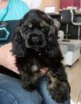 Spaniel amerykański FCI ZKwP