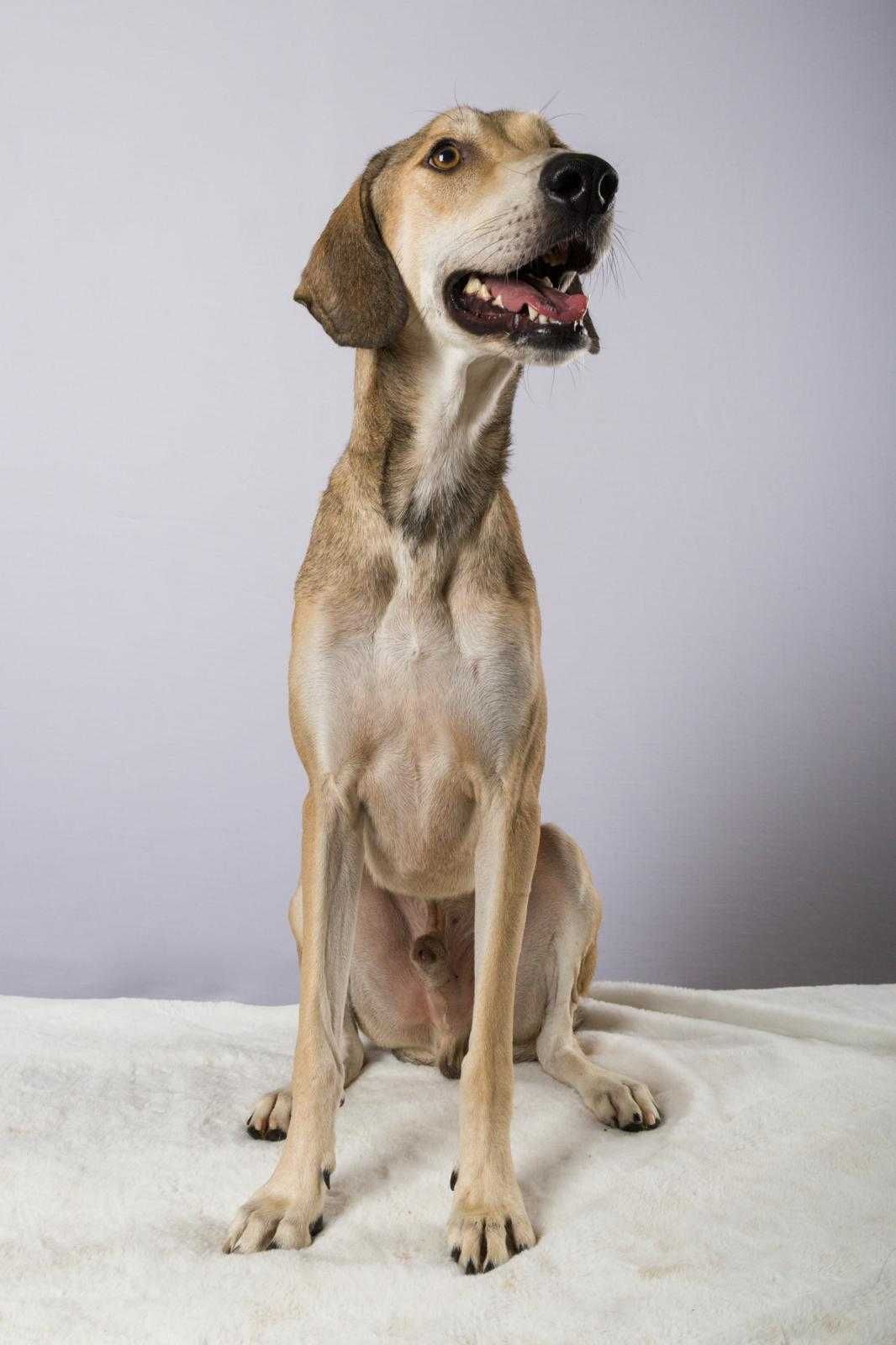 Dobbe, młody gentlemen w typie charta perskiego saluki