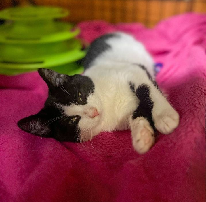 Отдам даром в добрые руки котят