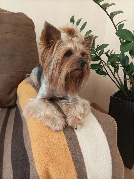 Йоркширський тер'єр в'язка