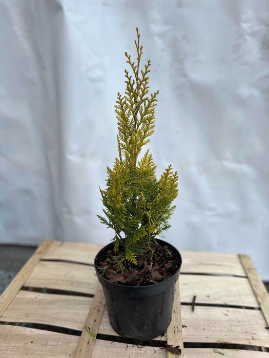 cyprysik cyprys groszkowy SUNGOLD piękne sadzonki 2-3L producent tuje