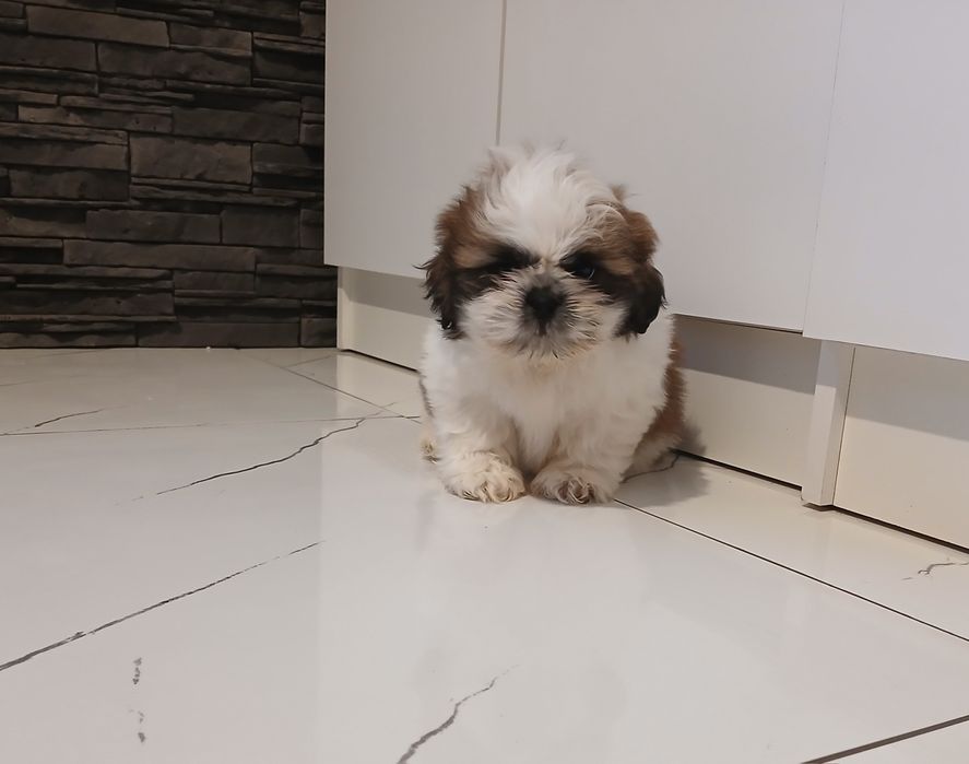 Szczeniaczek Shih-tzu z Rodowodem
