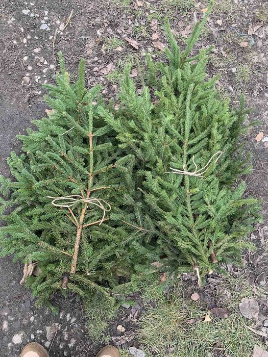 Гілки ялинки сосни