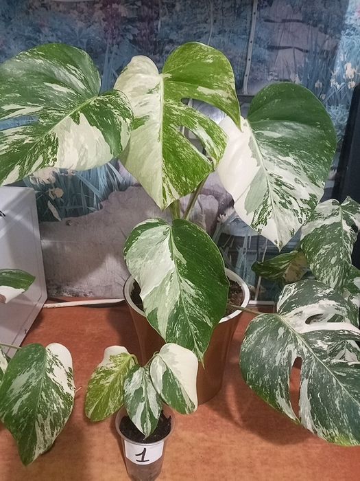 Монстера Альба вар.