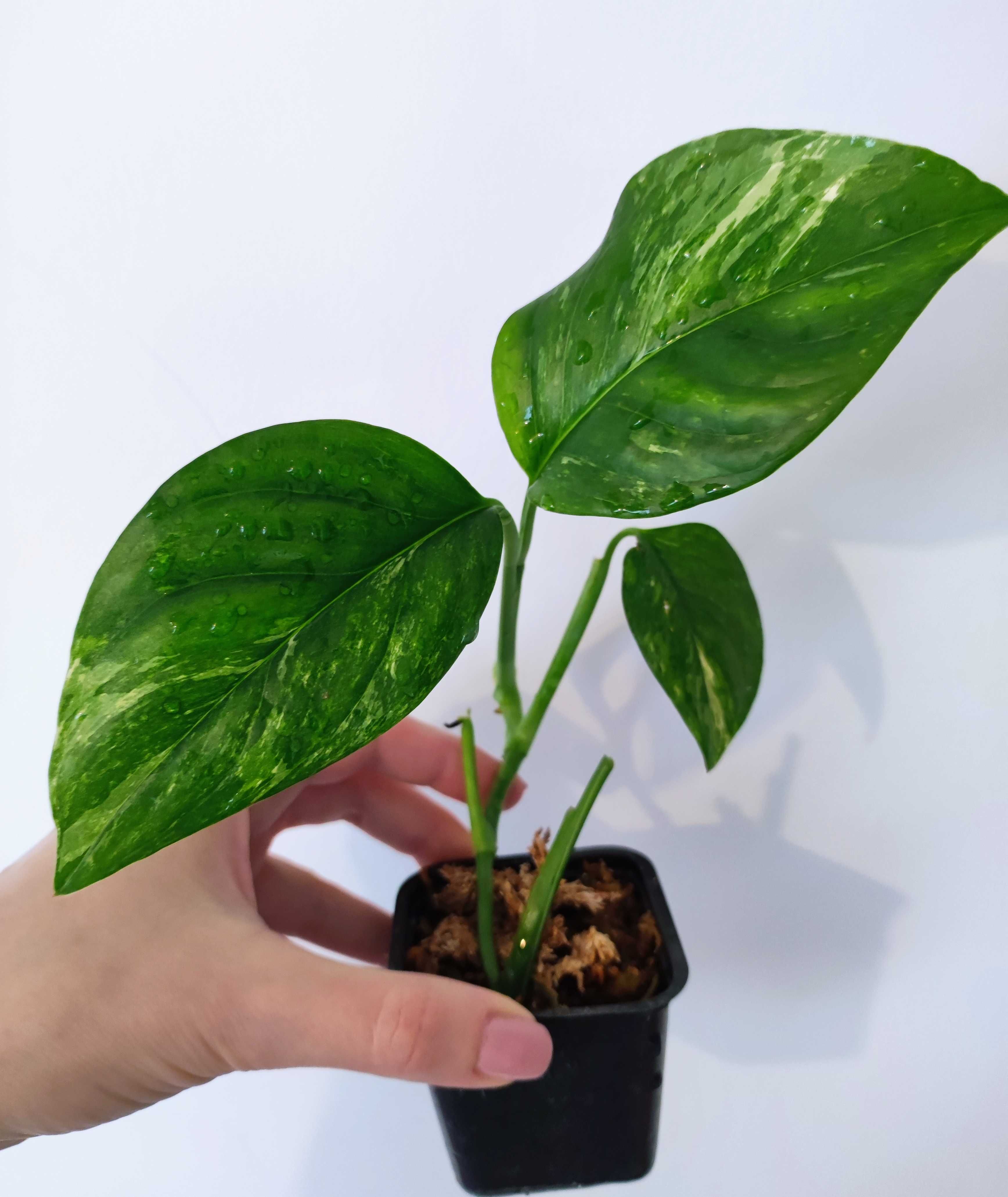 Monstera Lechleriana Variegata