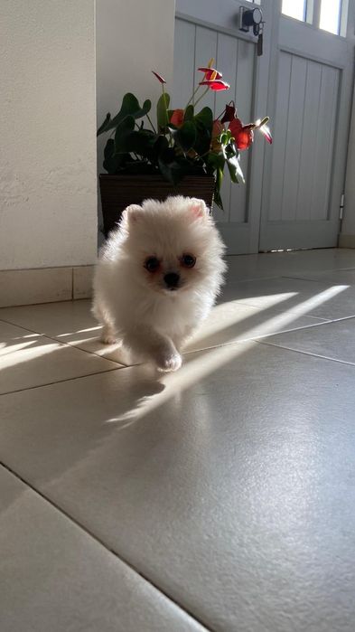 Spitz Alemão ( fêmea)