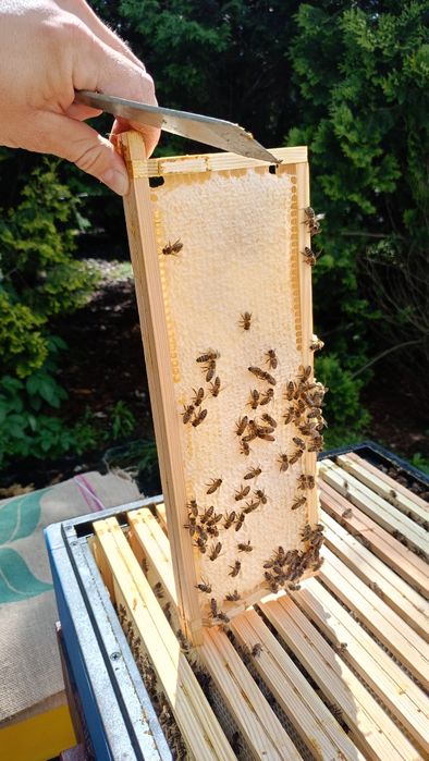 Miód od pszczelarza WIELOKWIATOWY pyszny i naturalny z wysyłką