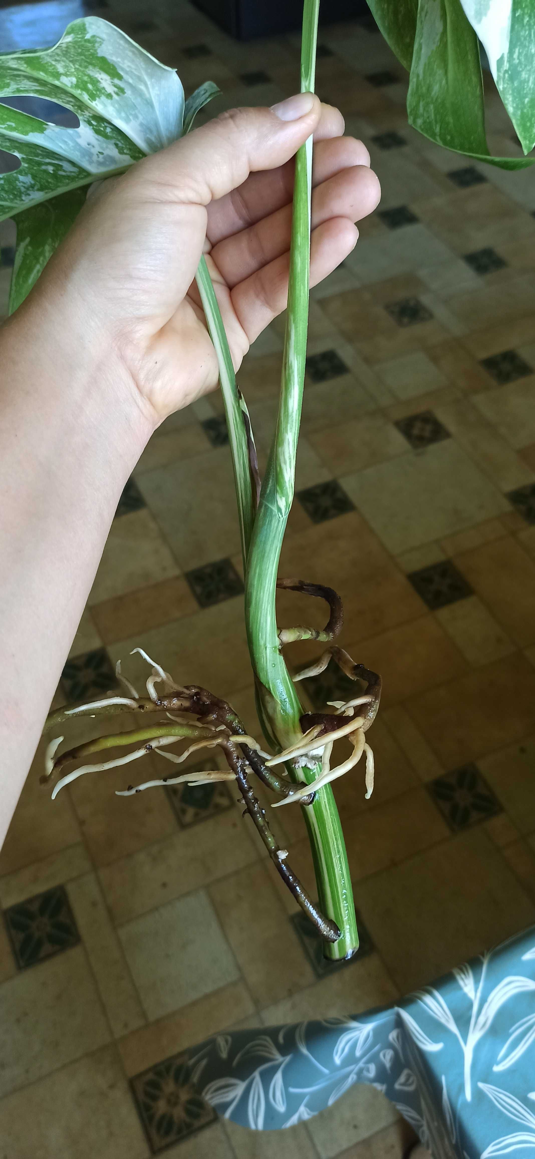 Monstera variegata szczyt