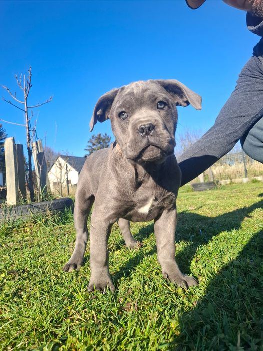 Suczka Cane Corso