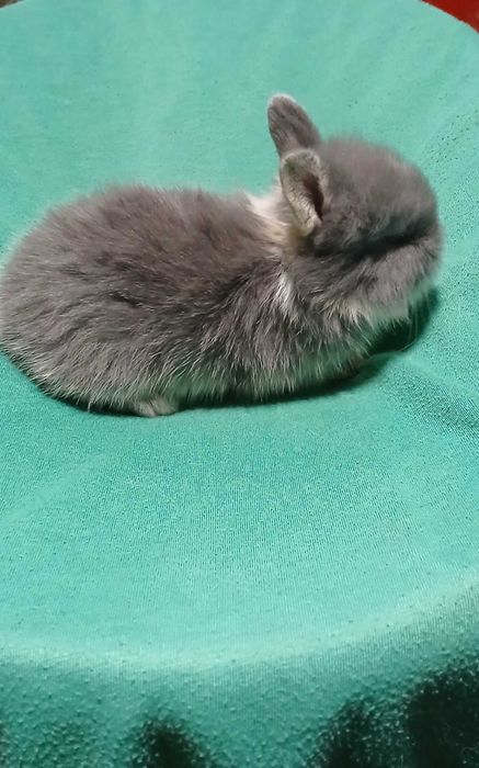 Декоративний кролик, карликовий кролик.