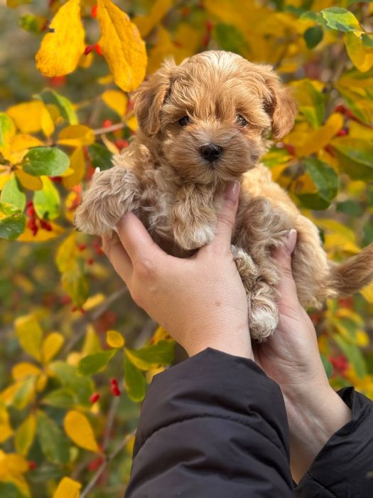 Міні хлопчик Мальтіпу Ф1