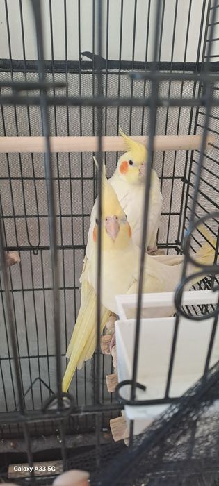 Papużki nimfy (corelle) i klatka