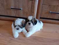 SHIH TZU piękny szczeniak