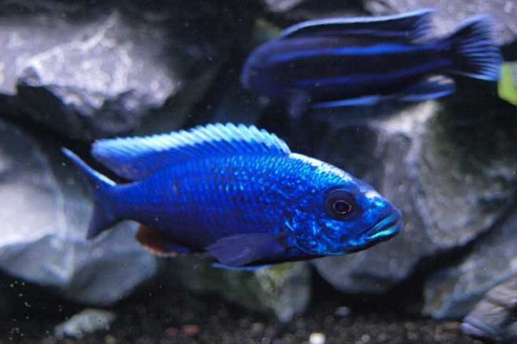 Sciaenochromis frey, Pyszczaki, malawi, wysyłka