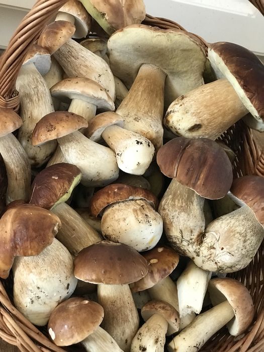 Grzyby suszone borowik szlachetny Atest 100g