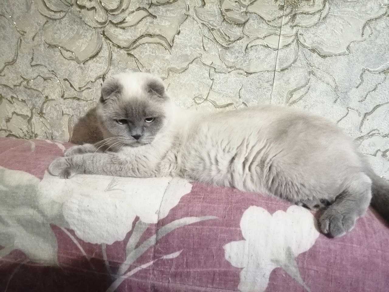 Вязка вислоухий кот