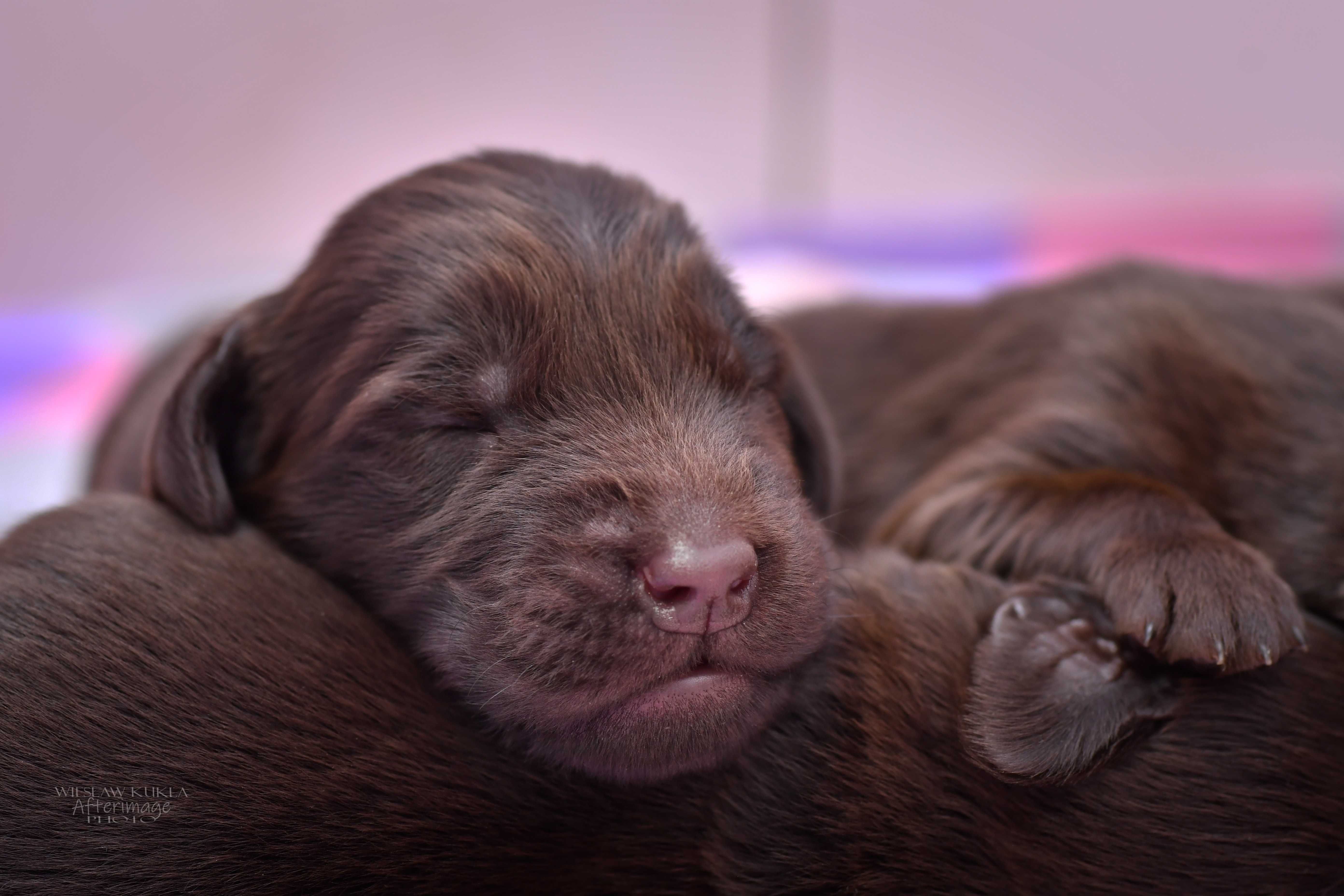 Flat-Coated Retriever-wątrobiana suczka