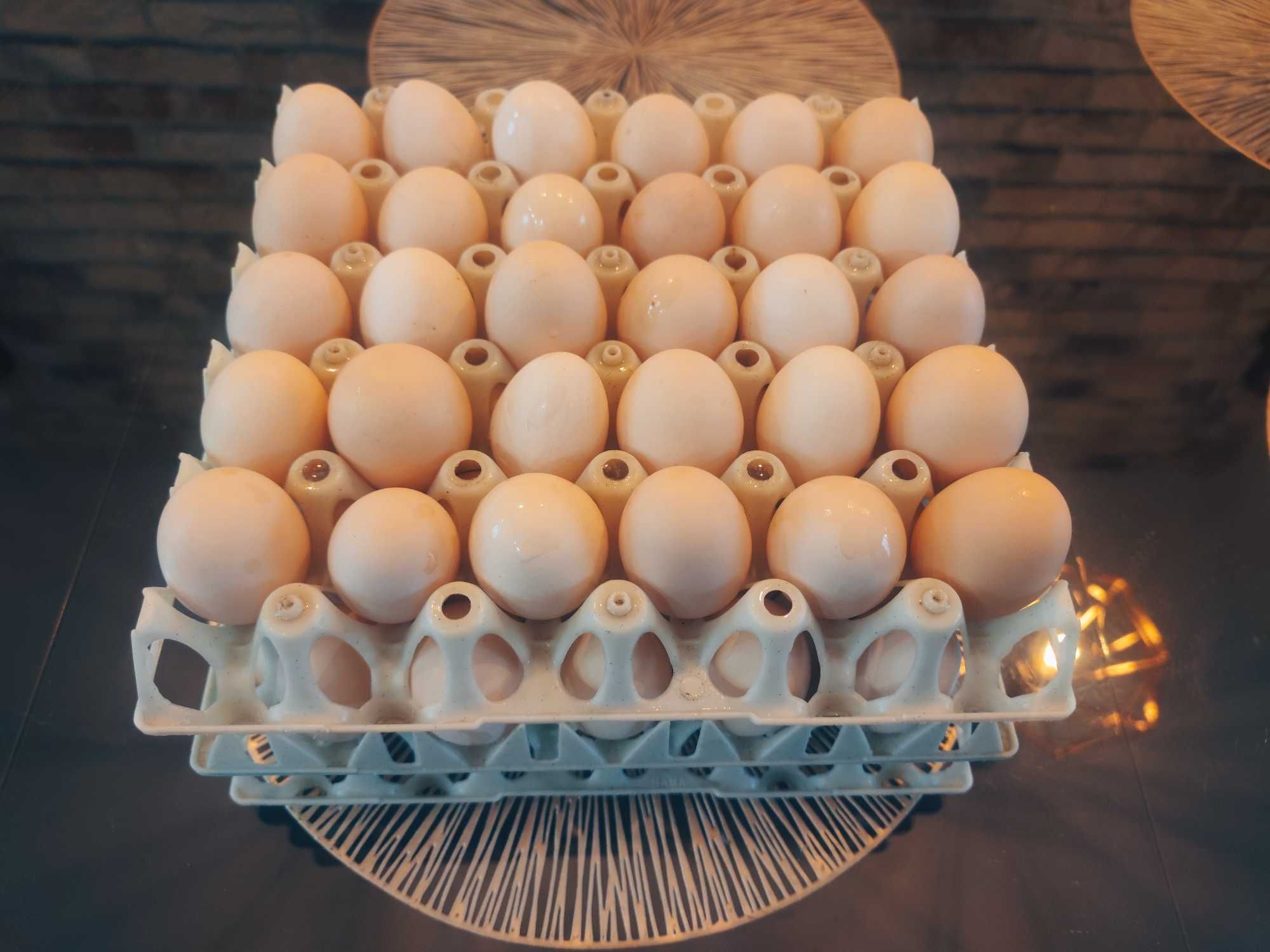 Świeże wiejskie Jajka z wolnego wybiegu | JAJA | EKO | Dowóz GRATIS