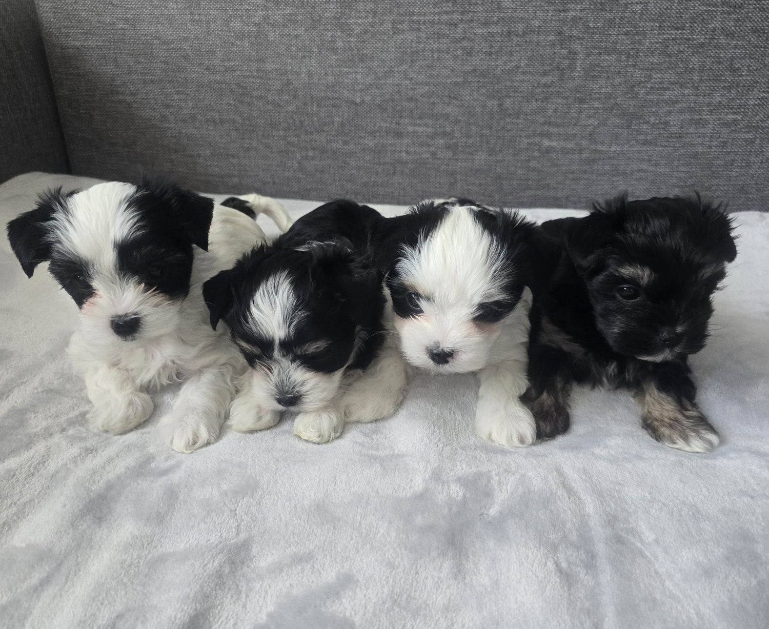 Sliczny piesek hybryda maltańczyk i yorkshire terrier