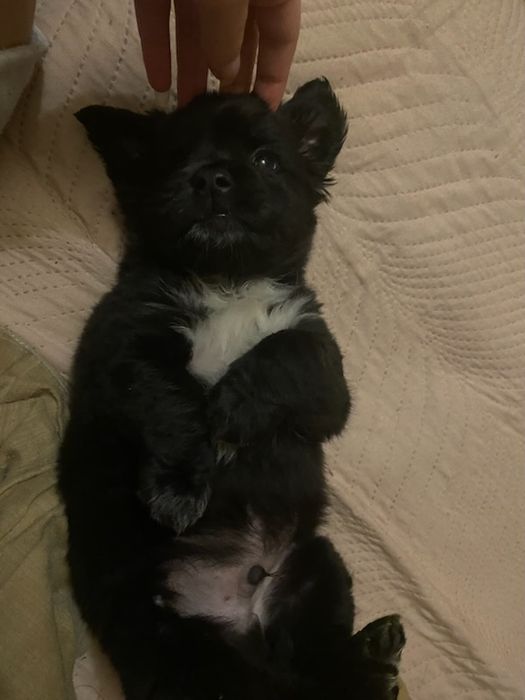 York mix maltańczyk szczeniaczki