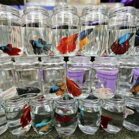 Петушок!Большой выбор:вуаль,корона,супердельта,дамбо,халфмун,плакат