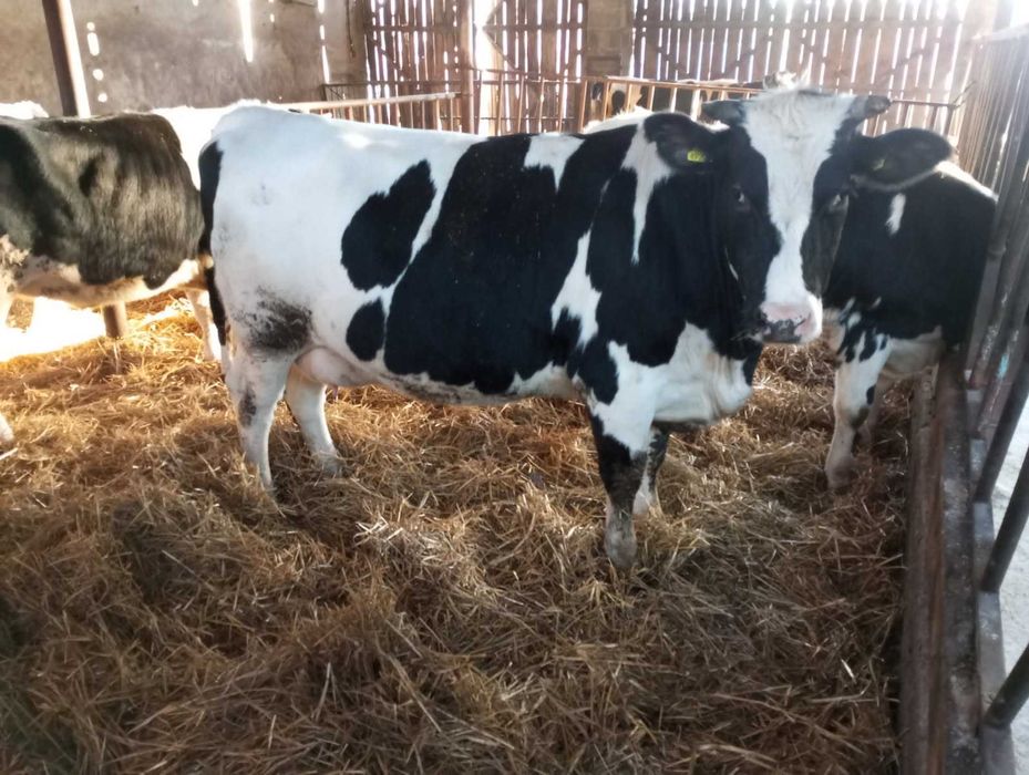 Jałówka wysokocielna sprzedam Rezerwacja