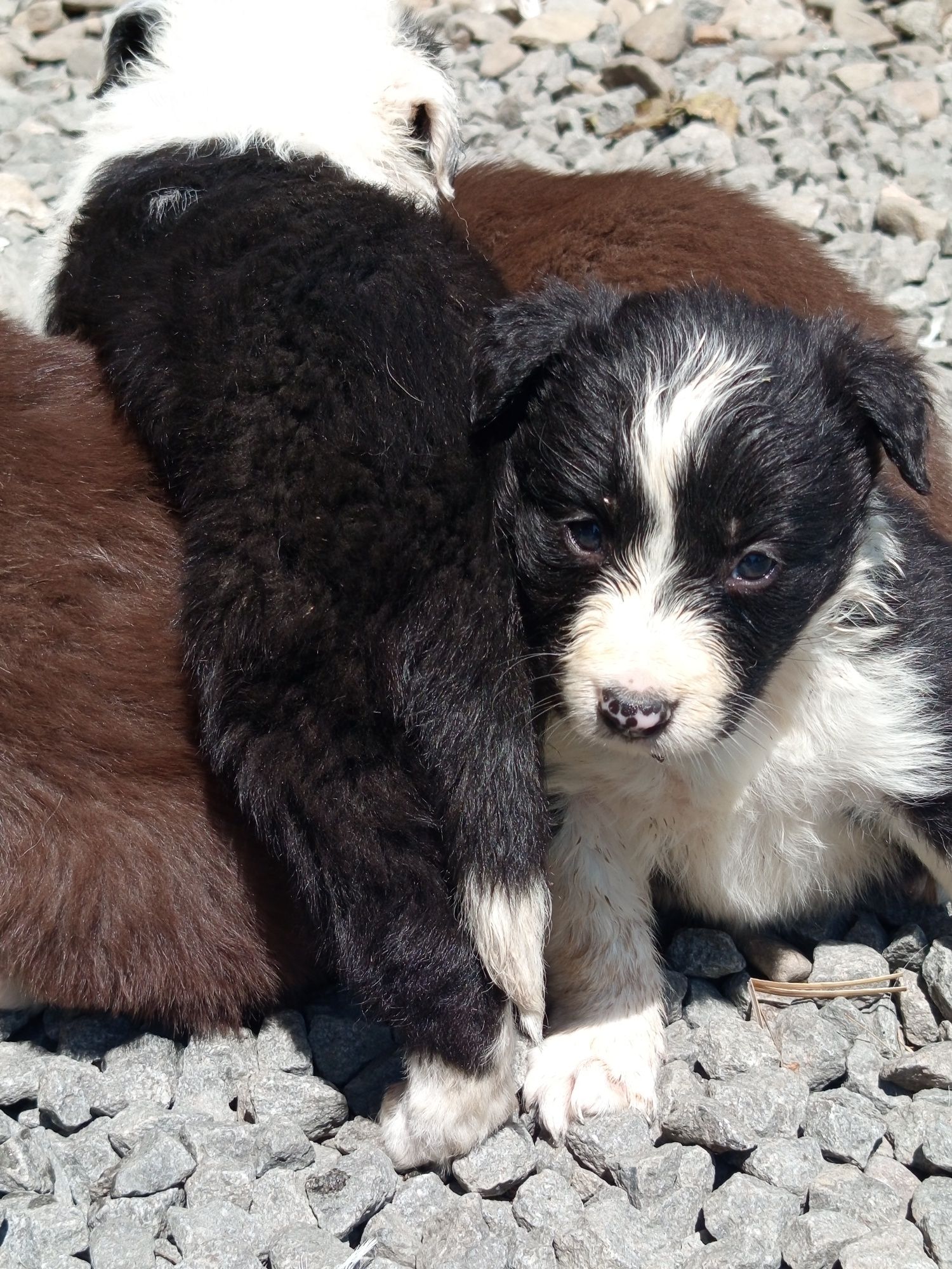 Piesek Border Collie