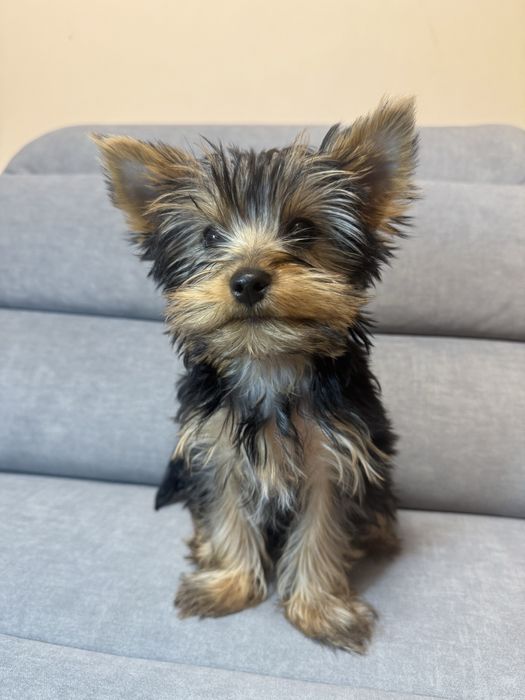Йоркширський терєр, дівчинка йорка 3 міс ТОРГ