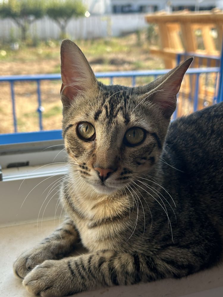 Gatinha 8 meses para adoção responsável