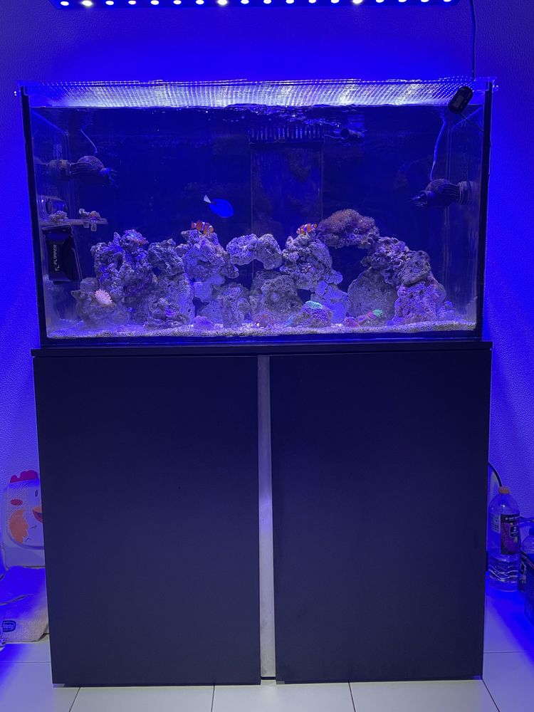 PARA DESPACHAR Aquário agua salgada + sump + Bomba + movel + estrutura