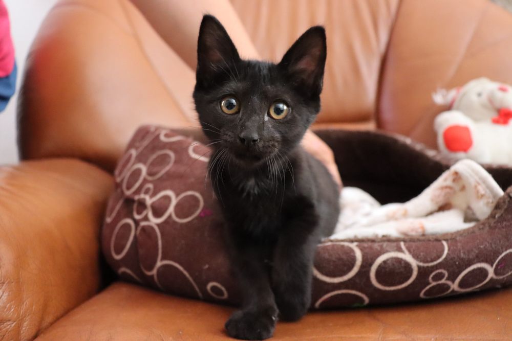 Gatinhos para adoção