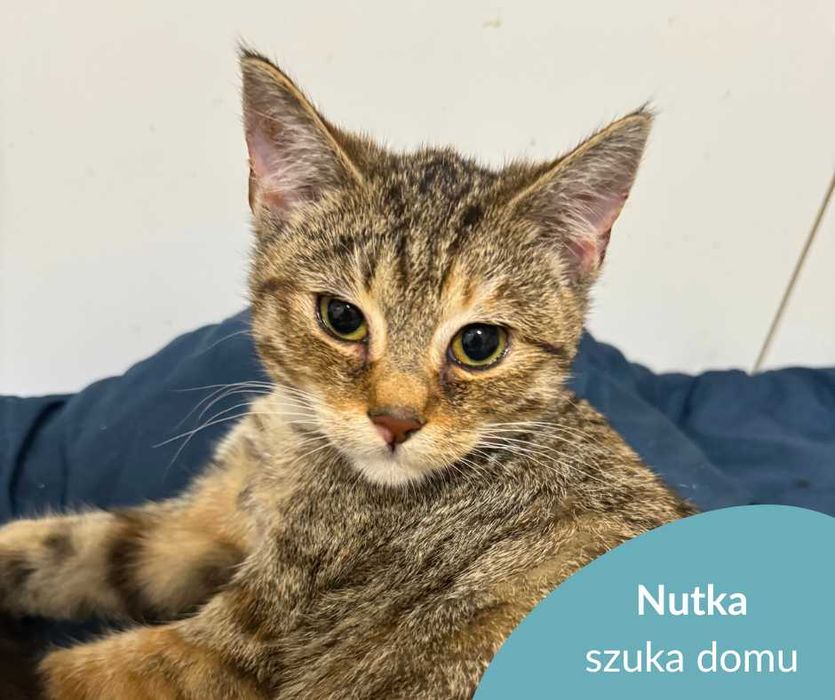 Kotka Nutka szuka domu
