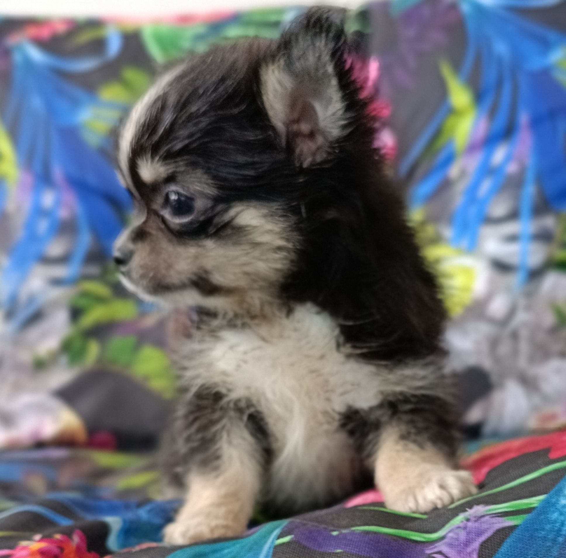 Chihuahua piesek mini XS długowłosy
