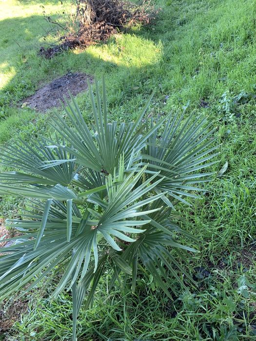 Palmeira dej  jardim