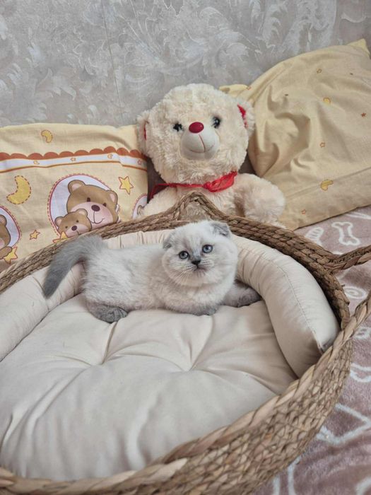 Kotek szkocki  szuka kochający domek