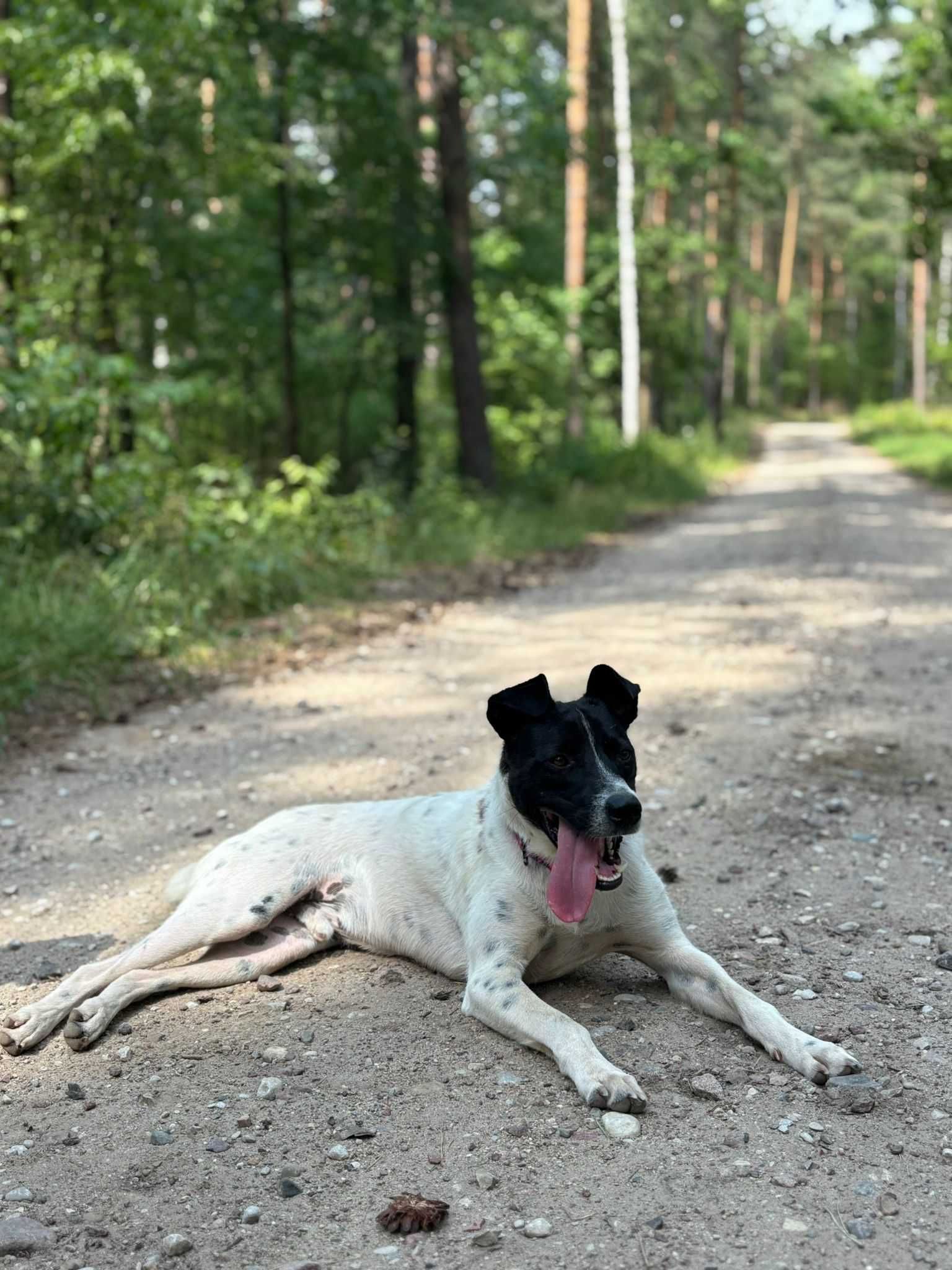 Łaciaty chłopak szuka domu!
