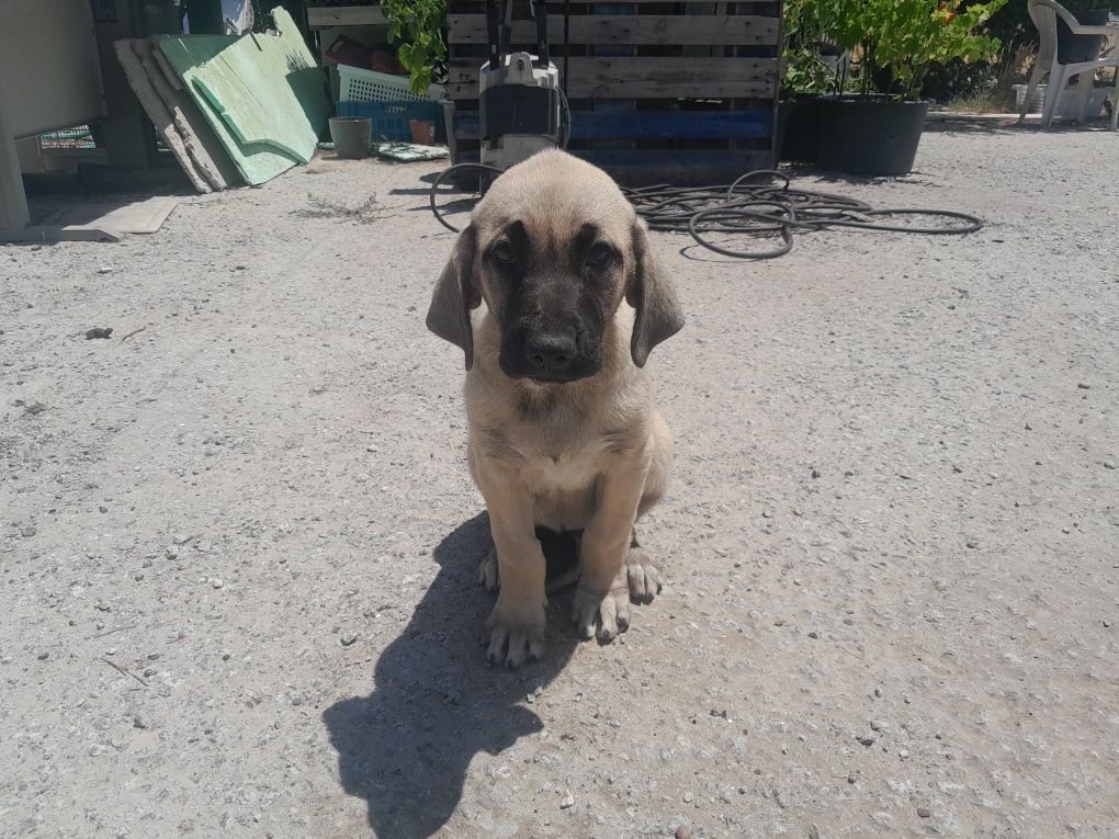 Duas cadelas para adopção