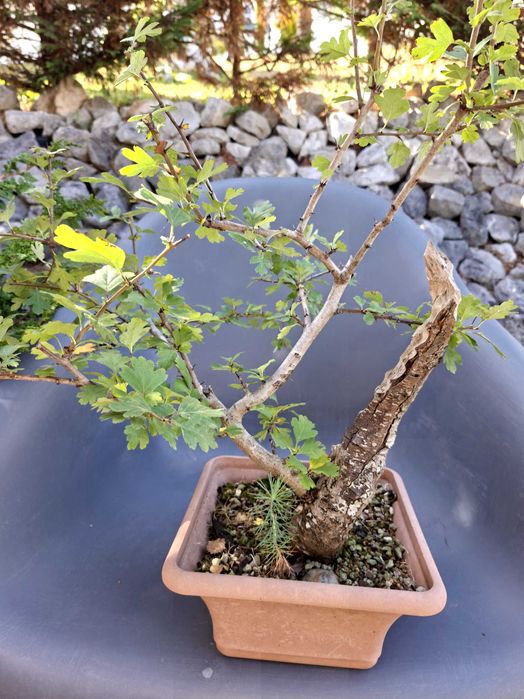Pré-Bonsai Crataegus monogyna