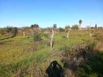 Terreno Rustico com Oliveiras (Castelo Branco)