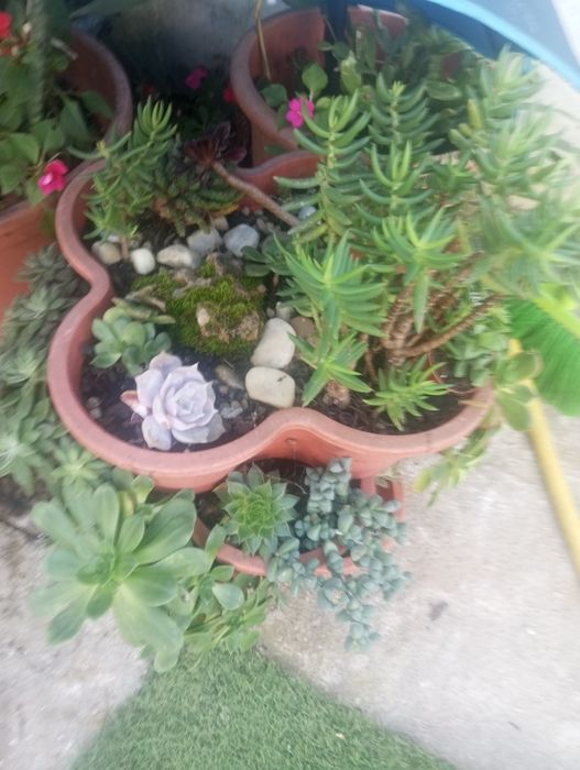 Morangueiros 10 pés soculentas terra Sardinheiras louleiros